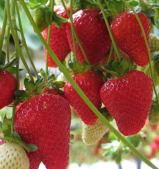 Земляника Портола