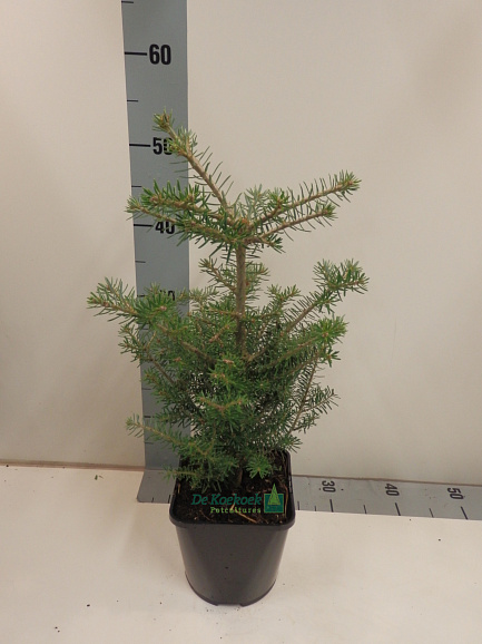 Пихта корейская