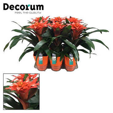 Guzmania Tutti Frutti Luxe Ceramic (decorum)