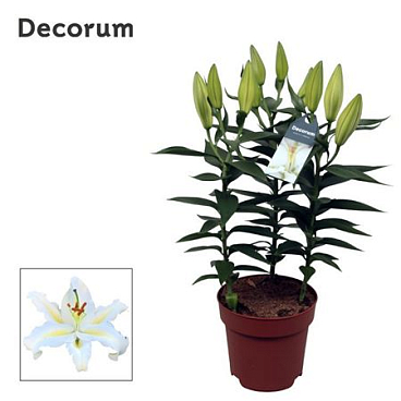 Lilium Or Starlight White 3pp.