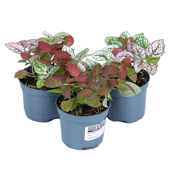 Гипоэстес Микс