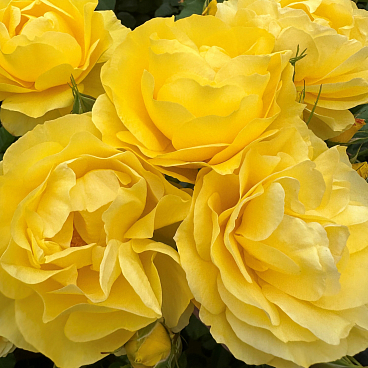 Роза флорибунда Хиар Камс Зе Сан