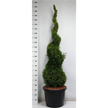 Thuja Occ Smaragd Spiral