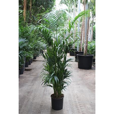 Howea Forsteriana 15pp