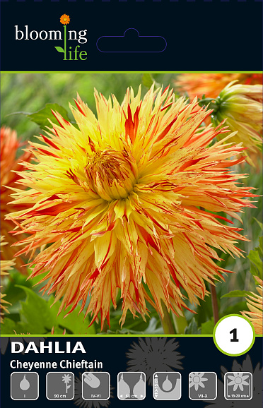 Георгина фимбриата Шайенн Чифтейн