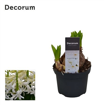 Hyacinthus Multiflora White (decorum)