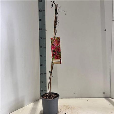 Parthenocissus Quin On Stick