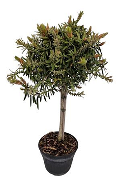 Callistemon Captain Cook On Stem
