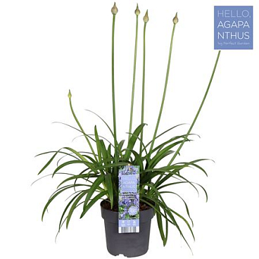 Agapanthus Ever Sapphire