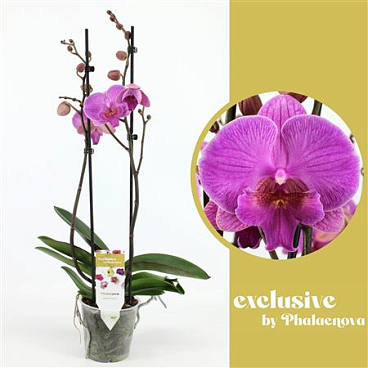 Phal 2st Simona 18+ (phalaenova)