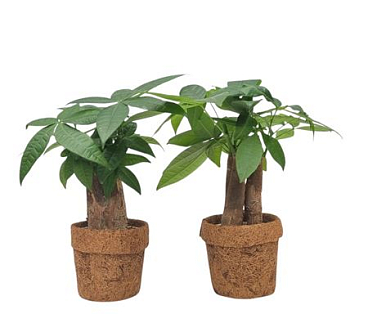 Kokopot Pachira Mix 10 Cm 2 Soorten