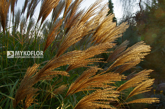 Мискантус китайский Какаду