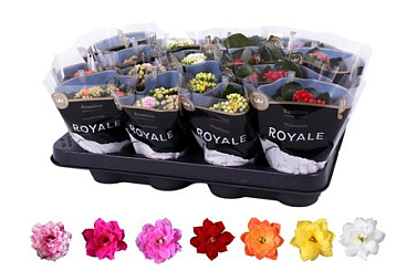 Kal Ros Royale Mix