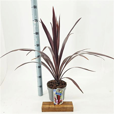 Cordyline Obtecta Superstar