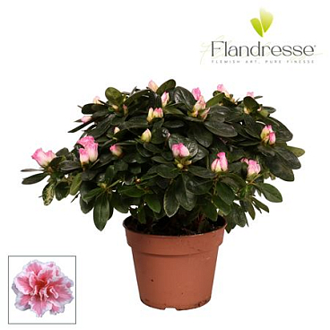 Azalea Flandresse Variegated