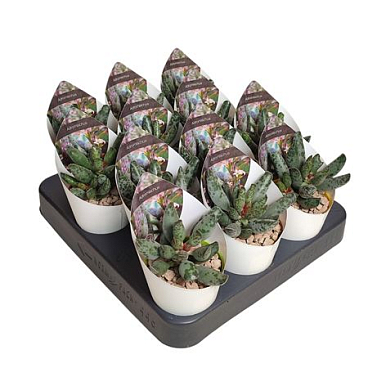 Adromischus Festivus Potcover