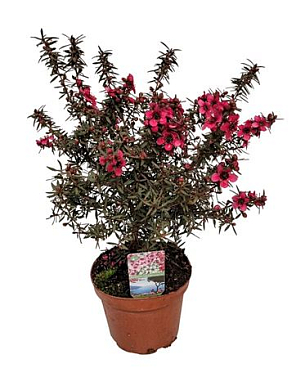 Leptospermum Scoparium Red On Stem