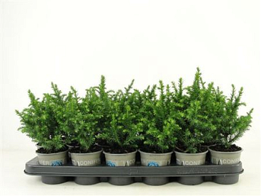 Cryptomeria Jap Vilmoriniana