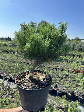 Сосна горная Лаурин