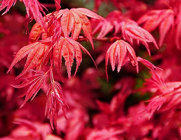 Клен веерный Бени-Майко