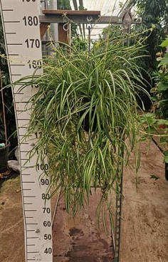 Chlorophytum Comosum Vittatum Hang