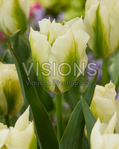 Тюльпан зеленоцветный Спринг Грин | Оптовая цветочная компания «Флора Групп» Тюльпан зеленоцветный Спринг Грин