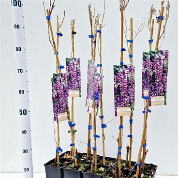 Wisteria Formosa Issai Perfect On Stick