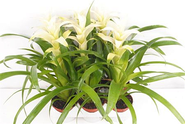 Guzmania Freeze