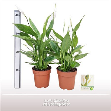 Spathiphyllum Alana