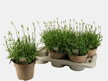 Lavandula Angustifolia 'aromance White'