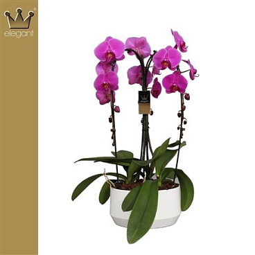 Phal Cascade 4st Crown Pink (bernhard)