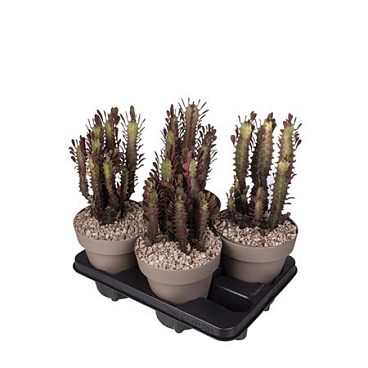 Euphorbia Trigona Rubra.