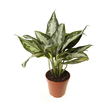 Аглаонема Юбилей