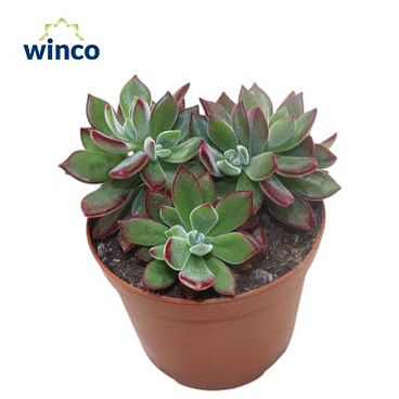 Echeveria Pulvinata Devotion