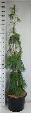 Pinus Strob Pendula