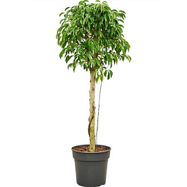 Ficus Be Columnar On Stem