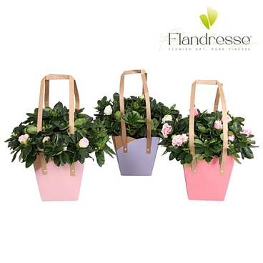 Azalea Flandresse Mix Bag
