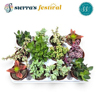 Festival® - Crassula Mix (deluxe)