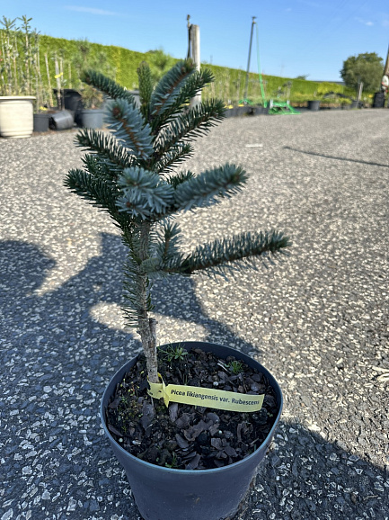 Ель лицзянская Рубесценс