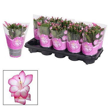 Schlumbergera (purple Dancer