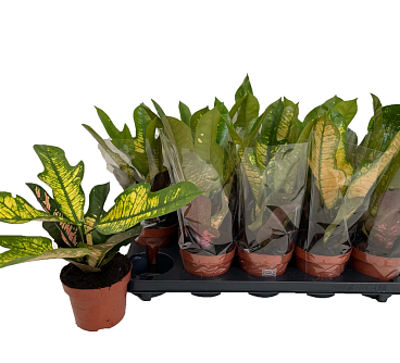 Кодиеум Вилма