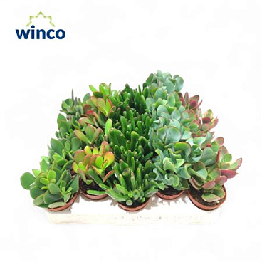 Crassula Mix