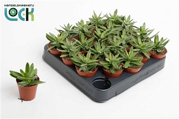 Crassula Falcata