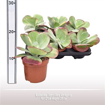 Kalanchoe Thyrsiflora Variegata
