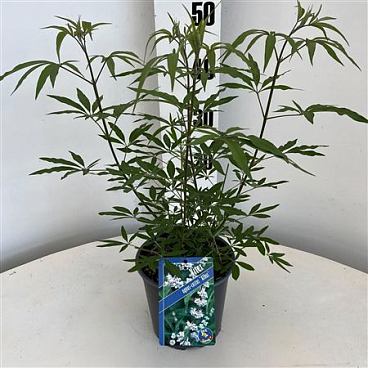 Vitex Agnus-castus Albus