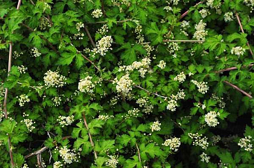 Стефанандра надрезаннолистная Криспа