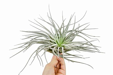 Tillandsia Silver