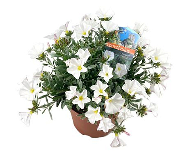 Convolvulus Cneorum