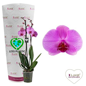 Phal 2st Orlando