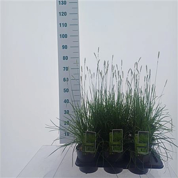 Sesleria Autumnalis